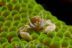 Who said that porcelain crabs are shy ? I was so surprise... by Andre Yanco 